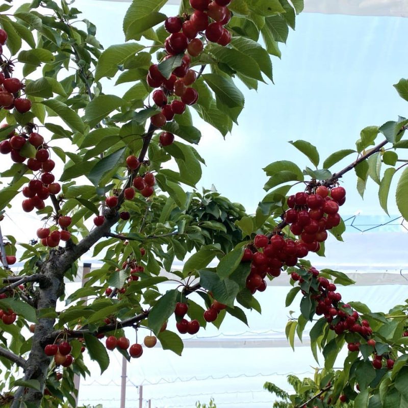 WhatsApp Image 2025-06-05 at 12.07.05 (1)